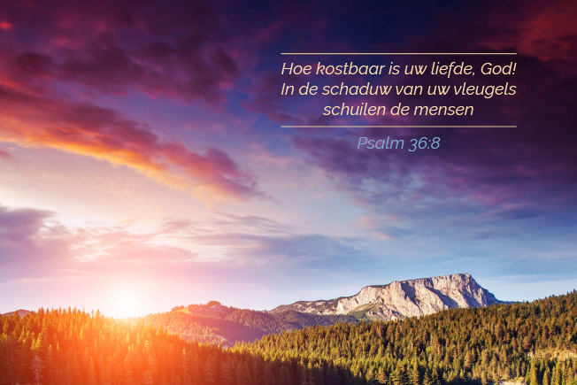 Hoe kostbaar is uw liefde, God! In de schaduw van uw vleugels schuilen de mensen